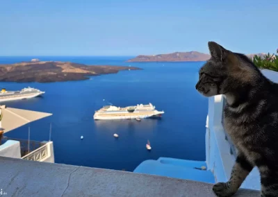 Eine Katze genießt den Ausblick von Santorin